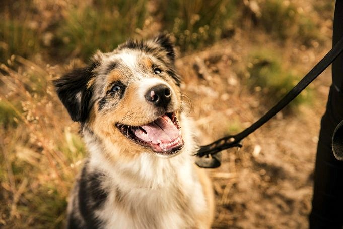 Bästa Probiotika För Hundar.Öka Din Hunds Matsmältning Och övergripande Hälsa