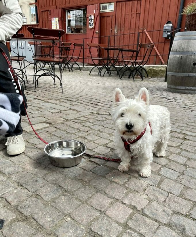 Jogginghundvagnar För Träning Med En Handikappad Hund