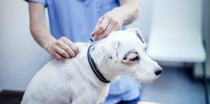 Vilka Hundvaccinationer är Nödvändiga?